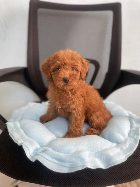 cuccioli di barboncino toy