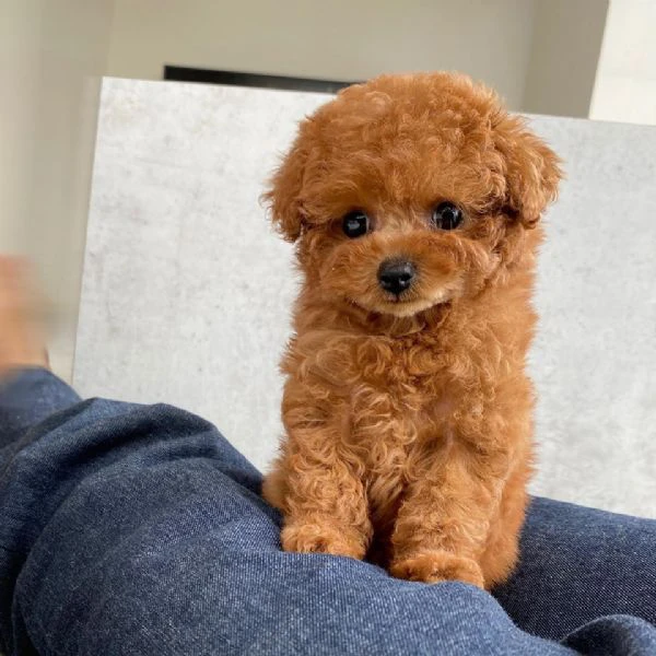 cuccioli di barboncini toy | Foto 0