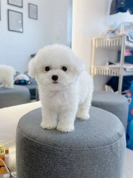 cuccioli di barboncini toy