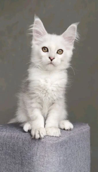 maine coon cuccioli
