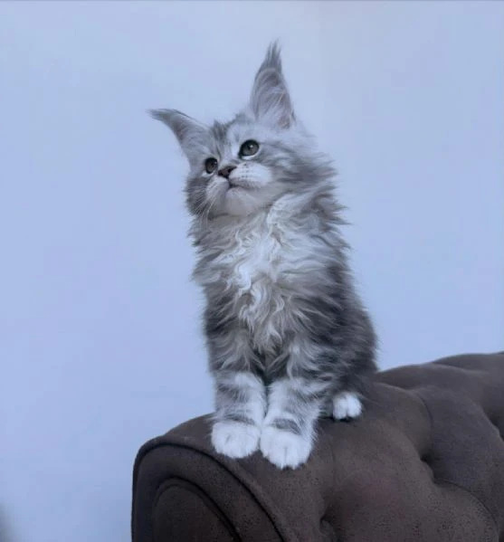 cuccioli di maine coon