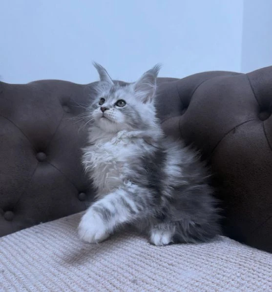 cuccioli di maine coon | Foto 0