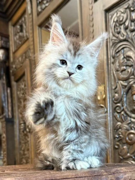 gatti maine coon | Foto 0