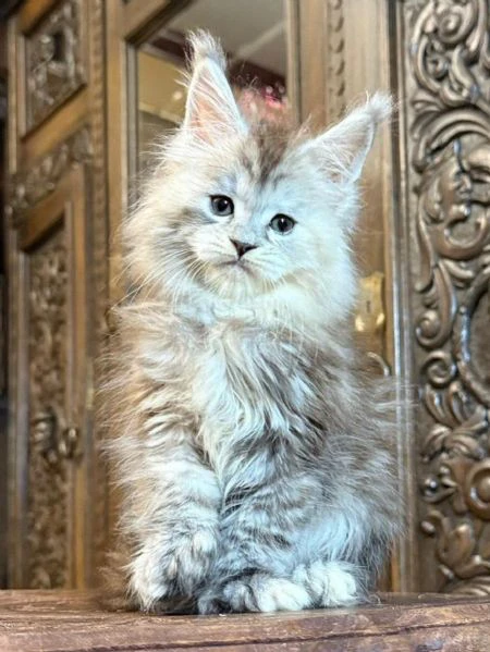 gatti maine coon