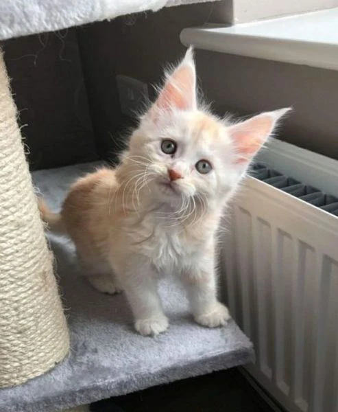 cuccioli gatti maine coon | Foto 0