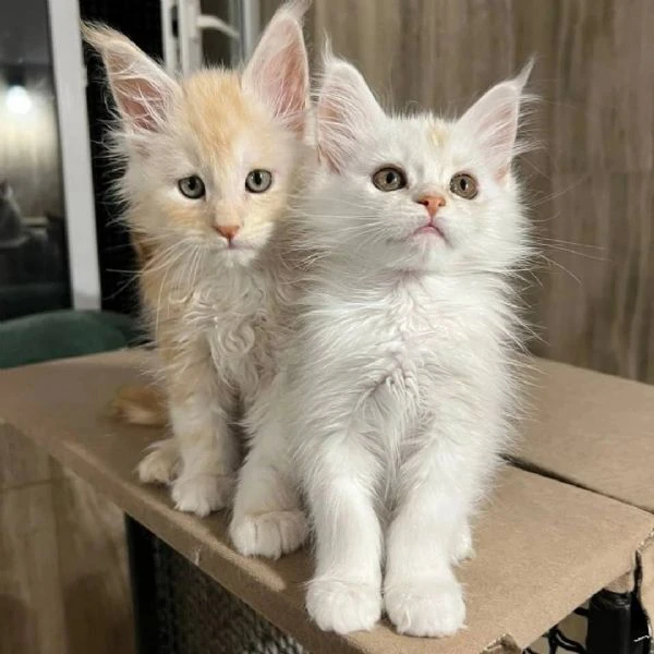 maine coon cuccioli pedigree