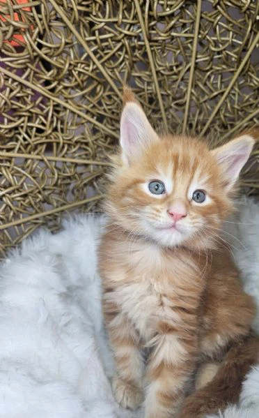 disponibili cuccioli di maine coon.