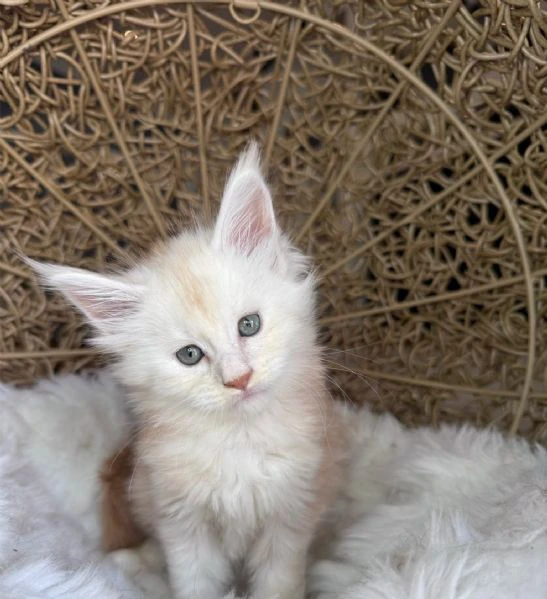 disponibili cuccioli di maine coon. | Foto 0