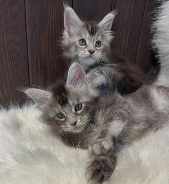 maine coon cuccioli | Foto 0