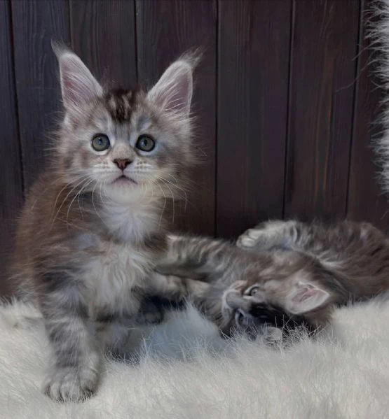 maine coon cuccioli