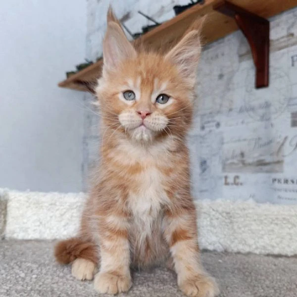 due cuccioli main coon | Foto 0