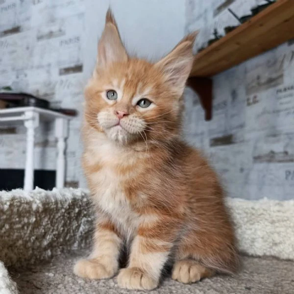 due cuccioli main coon