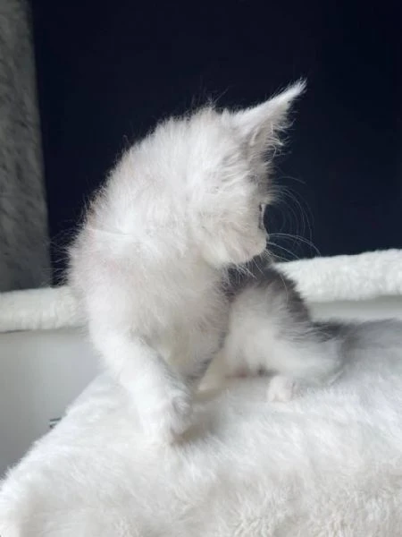 cuccioli maine coon maschi e femmine | Foto 0