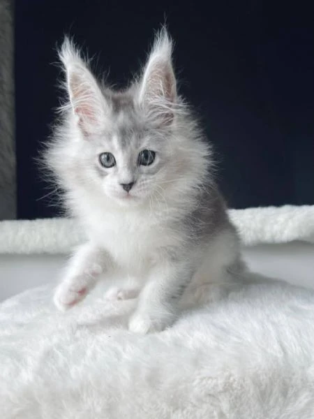 cuccioli maine coon maschi e femmine