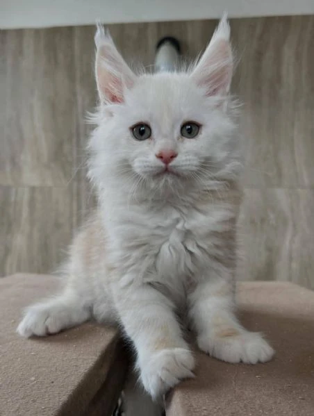maine coon disponibili