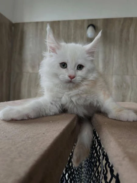 maine coon disponibili | Foto 0