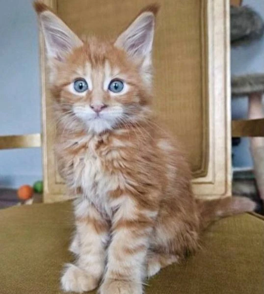 maine coon cuccioli