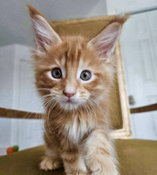 maine coon cuccioli | Foto 0