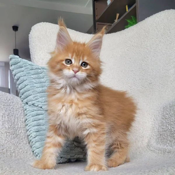 maine coon, gattini di razza purezza  disponibili subito! | Foto 0