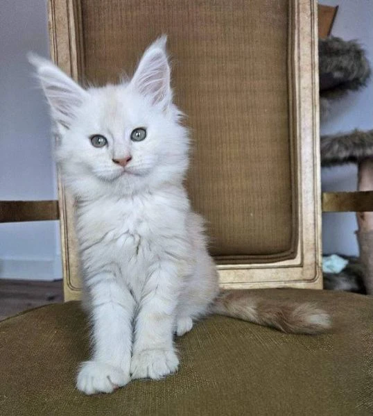maine coon, gattini di razza purezza  disponibili subito!