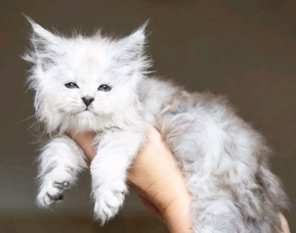 gattini maine coon unico! | Foto 0