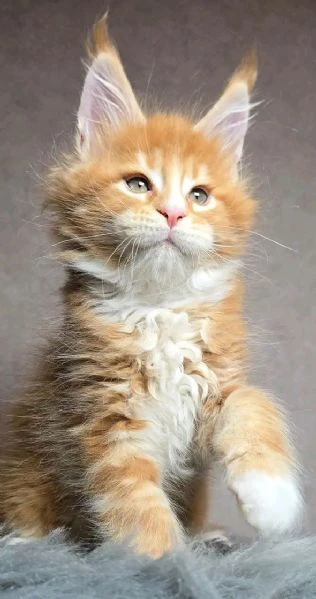 gattini maine coon unico!