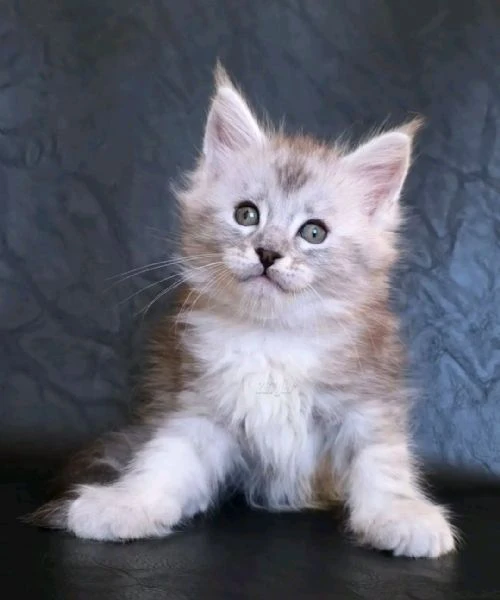 gattini maine coon-amorevoli e giocherelloni! | Foto 0