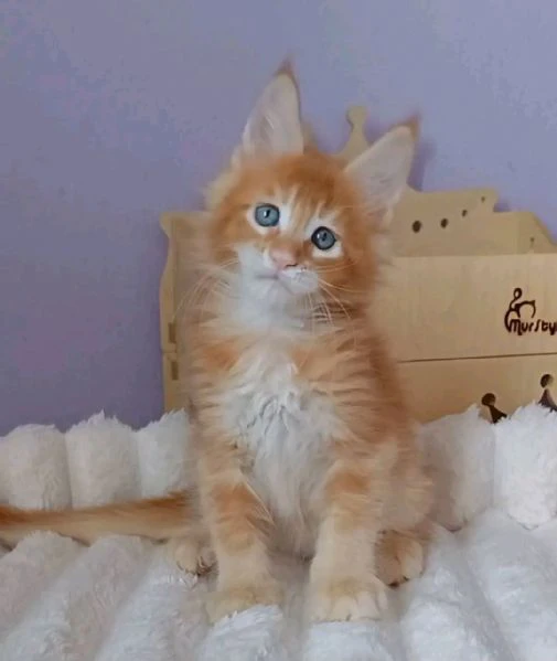 maine coon cuccioli!! | Foto 0