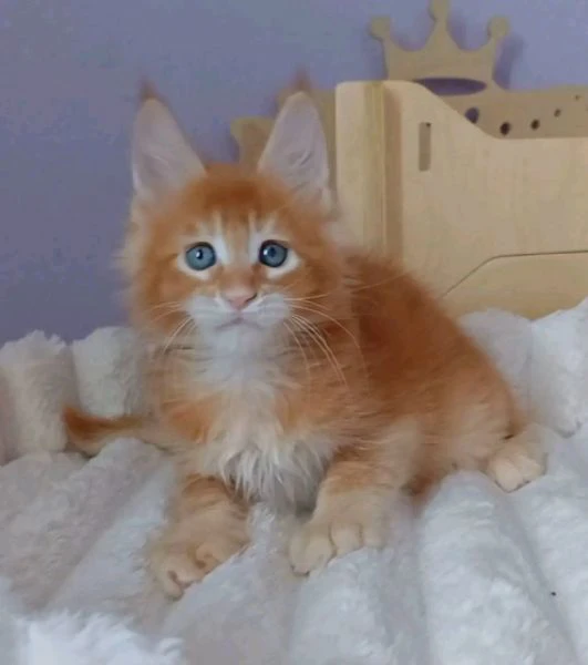 maine coon cuccioli!!