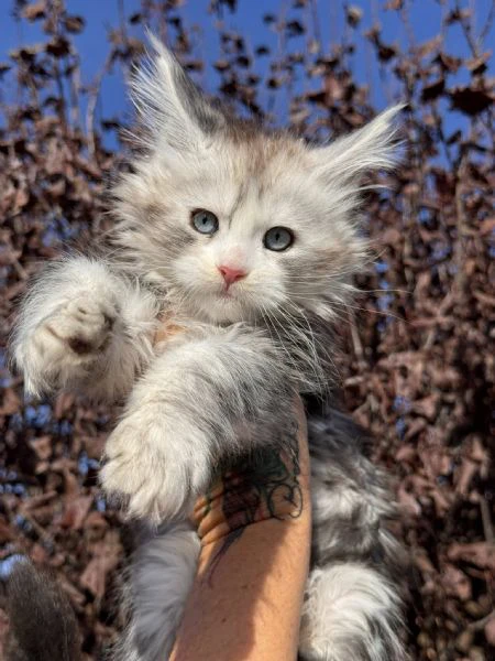 cuccioli di maine coon!!