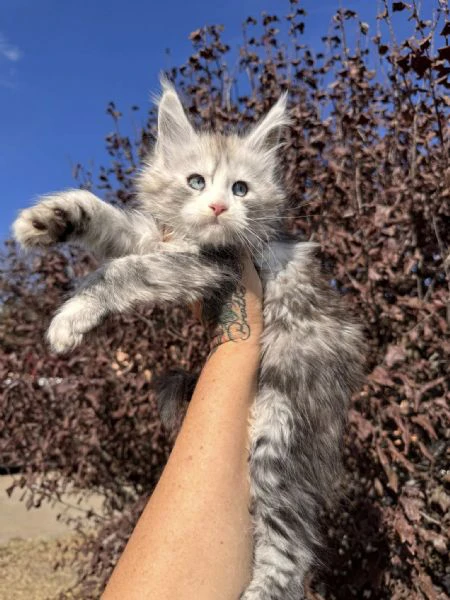cuccioli di maine coon!! | Foto 0