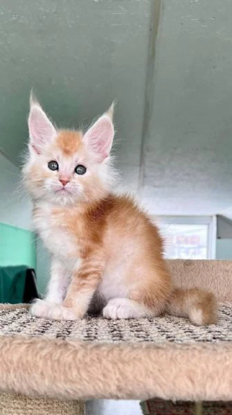 gatti maine coon!! | Foto 0