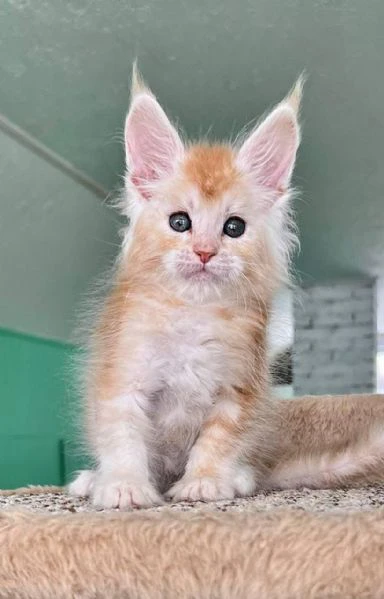 gatti maine coon!!