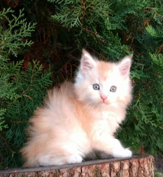 cuccioli gatti maine coon!!