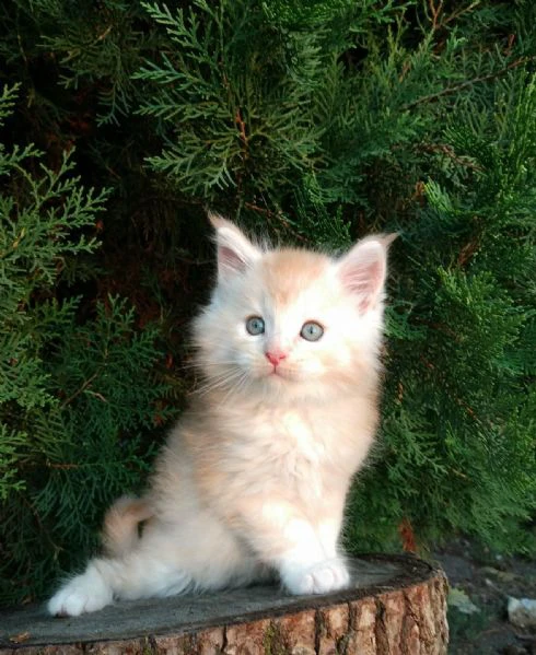 cuccioli gatti maine coon!! | Foto 0