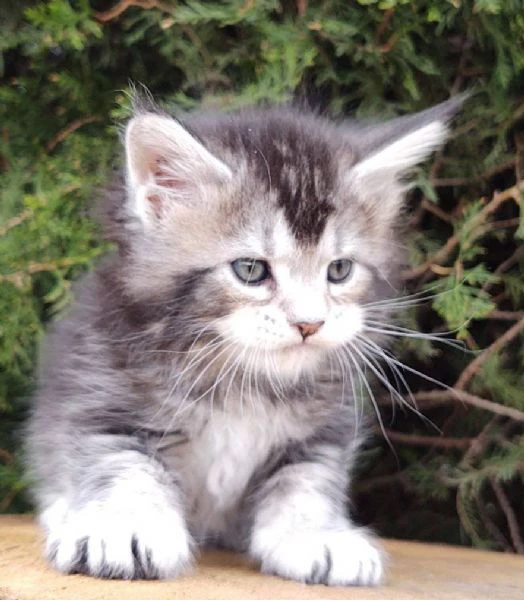 disponibili cuccioli di maine coon!!