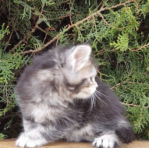 disponibili cuccioli di maine coon!! | Foto 0