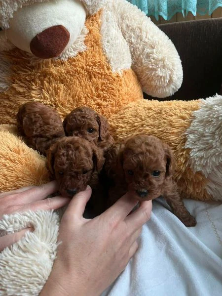 cuccioli di barboncino | Foto 1