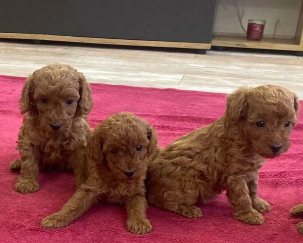 cuccioli di barboncino | Foto 0