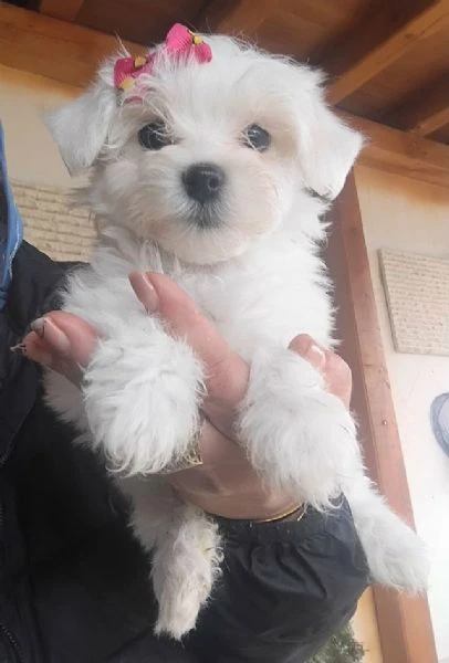 bellissimi cuccioli di maltese