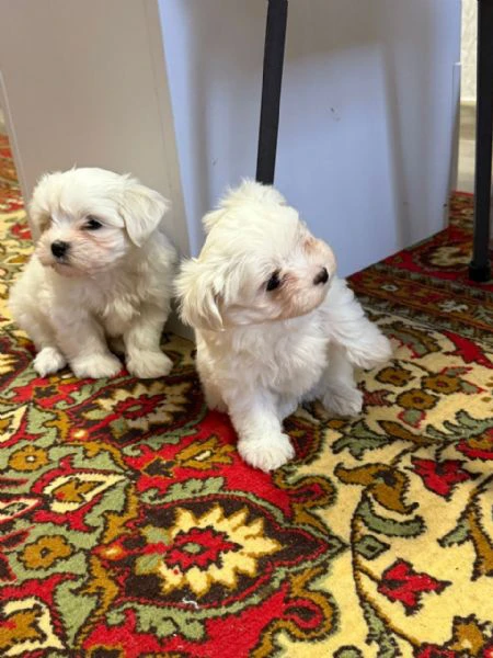 bellissimi cuccioli di maltese | Foto 1