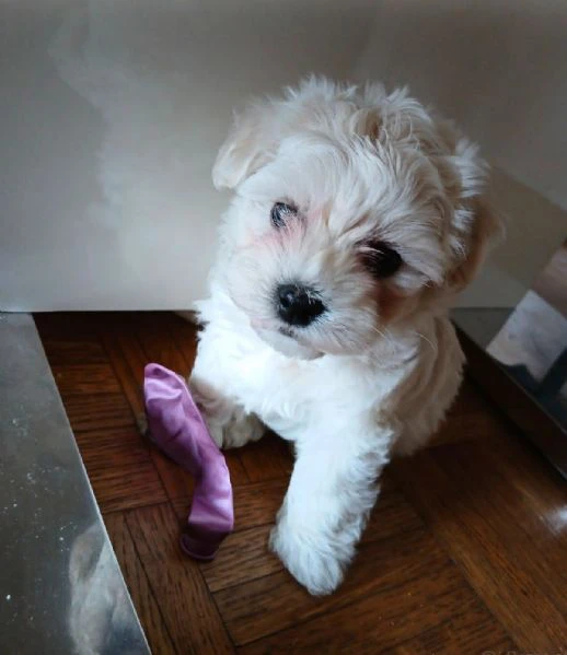 bellissimi cuccioli di maltese | Foto 0