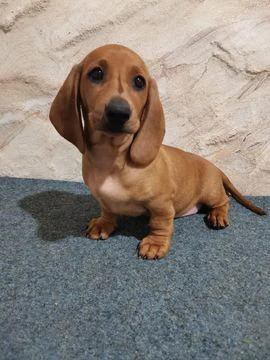 cuccioli di bassotto | Foto 0