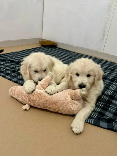 cuccioli di golden retriever | Foto 0