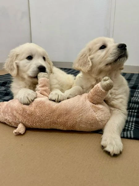 cuccioli di golden retriever