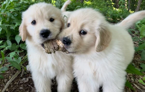 cuccioli di golden retriever bianchi