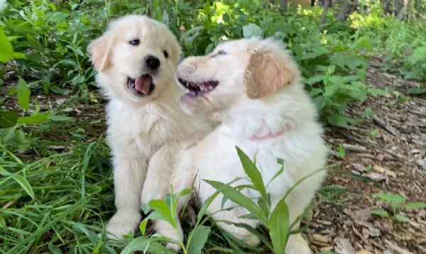 cuccioli di golden retriever bianchi | Foto 0