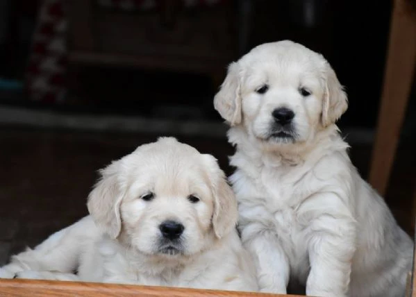 bellissimi cuccioli di golden