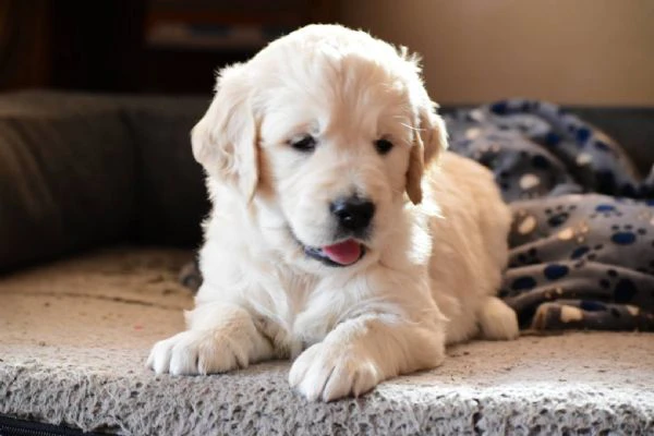 bellissimi cuccioli di golden | Foto 0