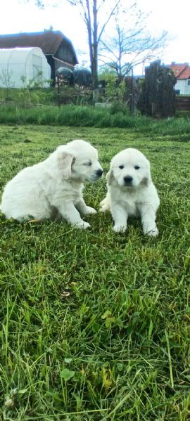 meravigliosi cuccioli golden retriever | Foto 0